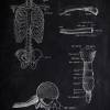 The Thorax No. 3 - Patent-Style - Anatomie-Poster Bild 2