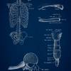 The Thorax No. 3 - Patent-Style - Anatomie-Poster Bild 3