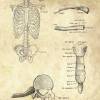 The Thorax No. 3 - Patent-Style - Anatomie-Poster Bild 4