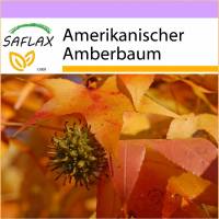 SAFLAX - Amerikanischer Amberbaum - 100 Samen - Liquidamber styraciflua Bild 1