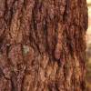 SAFLAX - Amerikanischer Amberbaum - 100 Samen - Liquidamber styraciflua Bild 4