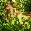 SAFLAX - Amerikanischer Amberbaum - 100 Samen - Liquidamber styraciflua Bild 5