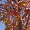 SAFLAX - Amerikanischer Amberbaum - 100 Samen - Liquidamber styraciflua Bild 6