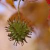 SAFLAX - Amerikanischer Amberbaum - 100 Samen - Liquidamber styraciflua Bild 8