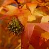 SAFLAX - Amerikanischer Amberbaum - 100 Samen - Liquidamber styraciflua Bild 9