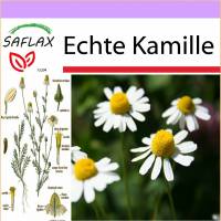 SAFLAX - Heilpflanzen - Echte Kamille - 300 Samen - Matricaria chamomilla Bild 1