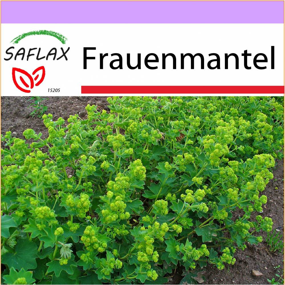 SAFLAX - Heilpflanzen - Frauenmantel - 100 Samen - Alchemilla vulgaris Bild 1