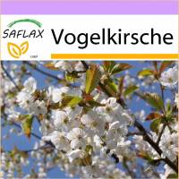 SAFLAX - Vogelkirsche - 10 Samen - Prunus avium Bild 1