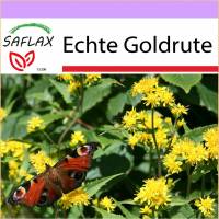 SAFLAX - Heilpflanzen - Echte Goldrute - 100 Samen - Solidago virgaurea Bild 1