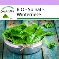 SAFLAX - BIO - Spinat - Winterriese - 250 Samen - Spinacia oleracea Bild 1