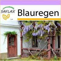 SAFLAX - Blauregen - 4 Samen - Wisteria sinensis Bild 1