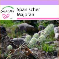 SAFLAX - Kräuter - Spanischer Majoran - 250 Samen - Thymus mastichina Bild 1