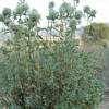 SAFLAX - Kräuter - Spanischer Majoran - 250 Samen - Thymus mastichina Bild 3