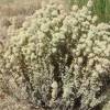 SAFLAX - Kräuter - Spanischer Majoran - 250 Samen - Thymus mastichina Bild 4