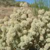SAFLAX - Kräuter - Spanischer Majoran - 250 Samen - Thymus mastichina Bild 5