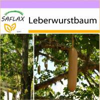 SAFLAX - Leberwurstbaum - 10 Samen - Kigelia pinnata Bild 1