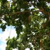 SAFLAX - Leberwurstbaum - 10 Samen - Kigelia pinnata Bild 4