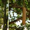 SAFLAX - Leberwurstbaum - 10 Samen - Kigelia pinnata Bild 9