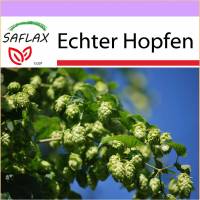 SAFLAX - Heilpflanzen - Echter Hopfen - 50 Samen - Humulus lupulus Bild 1