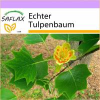 SAFLAX - Echter Tulpenbaum - 20 Samen - Liriodendron tulipifera Bild 1