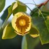 SAFLAX - Echter Tulpenbaum - 20 Samen - Liriodendron tulipifera Bild 6