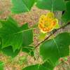 SAFLAX - Echter Tulpenbaum - 20 Samen - Liriodendron tulipifera Bild 9