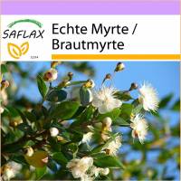 SAFLAX - Echte Myrte - Brautmyrte - 30 Samen - Myrtus communis Bild 1