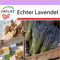 SAFLAX - Heilpflanzen - Echter Lavendel - 150 Samen - Lavandula angustifolia Bild 1