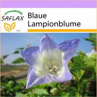 SAFLAX - Blaue Lampionblume - 100 Samen - Nicandra physaloides Bild 1