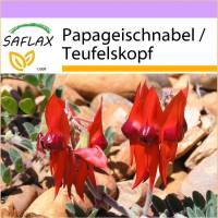 SAFLAX - Papageischnabel / Teufelskopf - 20 Samen - Clianthus formosus Bild 1