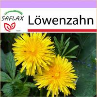 SAFLAX - Heilpflanzen - Löwenzahn - 200 Samen - Taraxacum officinale Bild 1