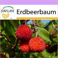 SAFLAX - Erdbeerbaum - 50 Samen - Arbutus unedo Bild 1