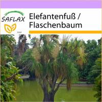 SAFLAX - Elefantenfuß / Flaschenbaum - 10 Samen - Beaucarnea recurvata Bild 1