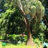SAFLAX - Elefantenfuß / Flaschenbaum - 10 Samen - Beaucarnea recurvata Bild 5