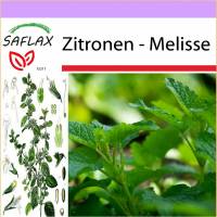 SAFLAX - Heilpflanzen - Zitronen - Melisse - 150 Samen - Melissa officinalis Bild 1