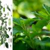 SAFLAX - Heilpflanzen - Zitronen - Melisse - 150 Samen - Melissa officinalis Bild 3