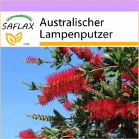 SAFLAX - Australischer Lampenputzer - 400 Samen - Callistemon citrinus Bild 1