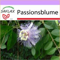 SAFLAX - Heilpflanzen - Passionsblume - 5 Samen - Passiflora incarnata Bild 1