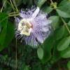 SAFLAX - Heilpflanzen - Passionsblume - 5 Samen - Passiflora incarnata Bild 3