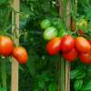 SAFLAX - BIO - Tomate - Principe Borghese - 10 Samen - Solanum lycopersicum Bild 4