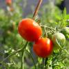 SAFLAX - BIO - Tomate - Principe Borghese - 10 Samen - Solanum lycopersicum Bild 6