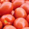 SAFLAX - BIO - Tomate - Principe Borghese - 10 Samen - Solanum lycopersicum Bild 7