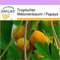 SAFLAX - Tropischer Melonenbaum / Papaya - 30 Samen - Carica papaya Bild 1