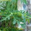 SAFLAX - Tropischer Melonenbaum / Papaya - 30 Samen - Carica papaya Bild 5