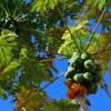 SAFLAX - Tropischer Melonenbaum / Papaya - 30 Samen - Carica papaya Bild 8