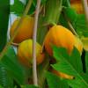 SAFLAX - Tropischer Melonenbaum / Papaya - 30 Samen - Carica papaya Bild 9
