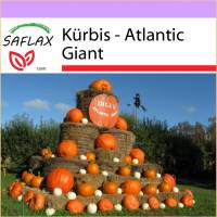 SAFLAX - Kürbis - Atlantic Giant - 7 Samen - Cucurbita maxima Bild 1