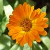 SAFLAX - Heilpflanzen - Ringelblume - 50 Samen - Calendula officinalis Bild 3