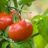 SAFLAX - BIO - Tomate - Berner Rose - 10 Samen - Solanum lycopersicum Bild 3