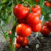 SAFLAX - BIO - Tomate - Berner Rose - 10 Samen - Solanum lycopersicum Bild 4